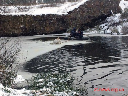 Фахівці ДСНС області врятували травмованого лебедя