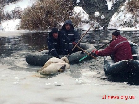Фахівці ДСНС області врятували травмованого лебедя