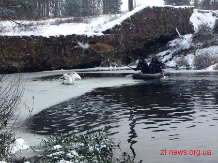 Фахівці ДСНС області врятували травмованого лебедя
