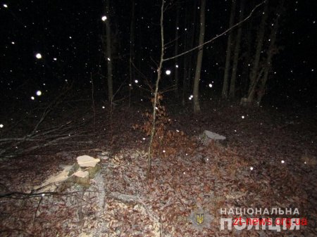 У Городницькому лісництві затримали чергового лісокрада