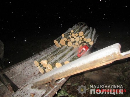 У Городницькому лісництві затримали чергового лісокрада