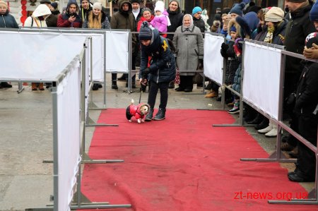 &#8203;На майдані Корольова у Житомирі влаштували костюмоване собаче дефіле