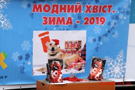 &#8203;На майдані Корольова у Житомирі влаштували костюмоване собаче дефіле