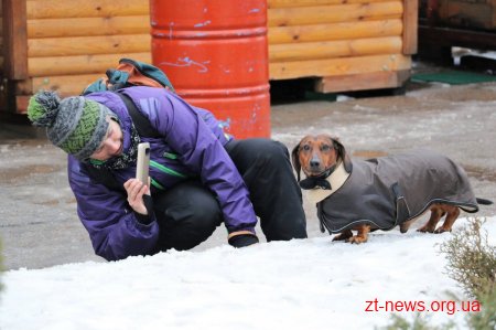 &#8203;На майдані Корольова у Житомирі влаштували костюмоване собаче дефіле
