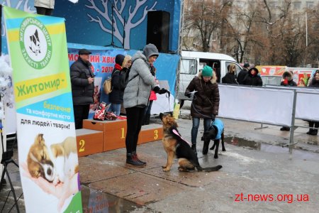 &#8203;На майдані Корольова у Житомирі влаштували костюмоване собаче дефіле