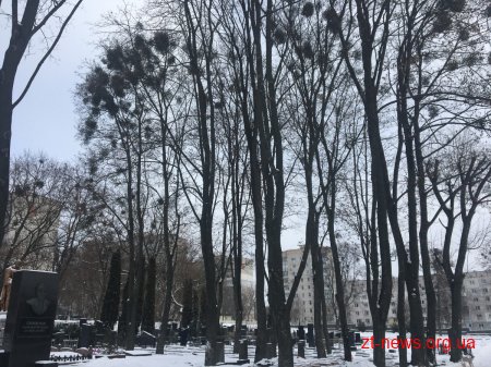 На Смолянському військовому кладовищі у Житомирі впродовж місяця кронуватимуть дерева