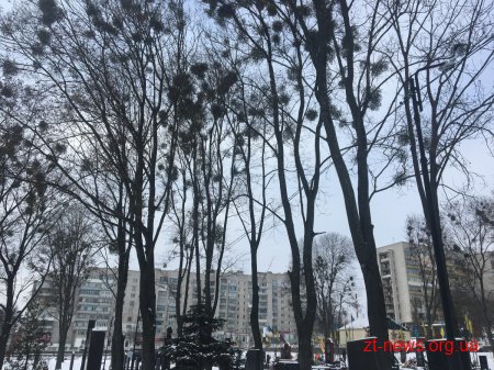 На Смолянському військовому кладовищі у Житомирі впродовж місяця кронуватимуть дерева