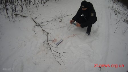 В баранівському лісі браконьєри застрелили кабана та намагалися втекти від лісової охорони
