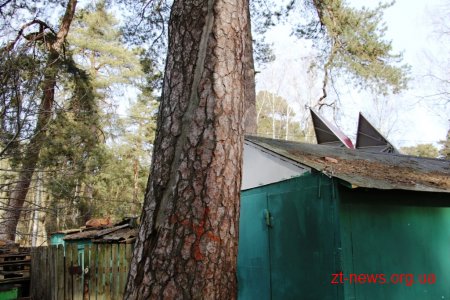 Заступник директора КП "Парк" показав в якому стані були аварійні дерева
