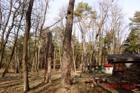 Заступник директора КП "Парк" показав в якому стані були аварійні дерева