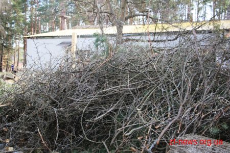 Заступник директора КП "Парк" показав в якому стані були аварійні дерева