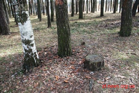 Заступник директора КП "Парк" показав в якому стані були аварійні дерева
