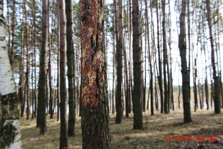 Заступник директора КП "Парк" показав в якому стані були аварійні дерева