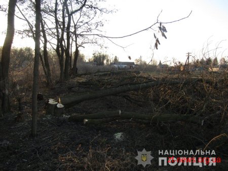 У Чуднові двоє місцевих жителів незаконно зрізали акації на території навчального закладу