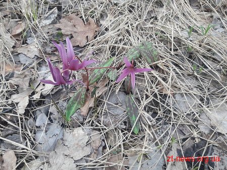 В лісах Бердичівського лісгоспу зацвіла унікальна квітка