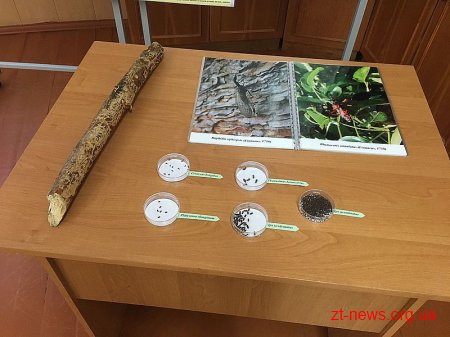 Житомирська школярка першою в Україні дослідила методи боротьби з короїдом