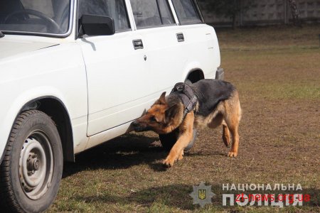 У Житомирі поліцейські кінологи дивували дітей яскравими виступами службових собак
