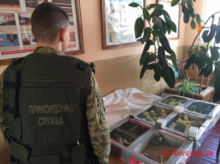 Українець намагався перенести до Білорусі понад 150 папуг