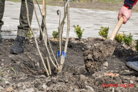 Геннадій Зубко, Ігор Гундич та волонтери висадили алею магнолій і троянд біля Центру вертебрології