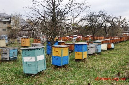 Працівники ОДА у Житомирі висадили 120 дерев та 50 кущів
