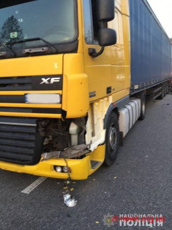 У Новоград-Волинському районі поява лося на дорозі призвела до подвійної ДТП