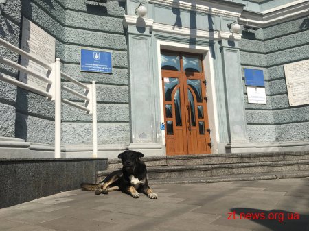 Зменшити чисельність безпритульних тварин на 25% планують у Житомирі