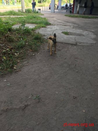 Житомир серед лідерів по стерилізації безпритульних собак