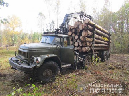 У північних районах Житомирщини викрито чергових підпільних лісорубів