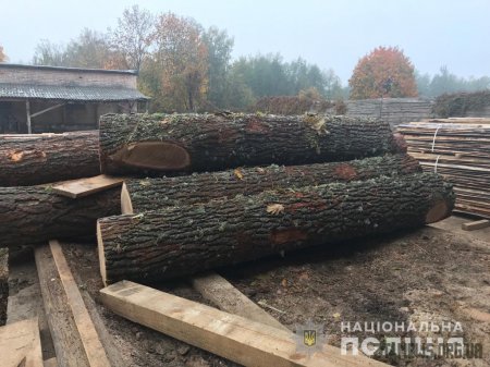 В Олевському районі поліцейські провели близько десятка обшуків на нелегальних пилорамах