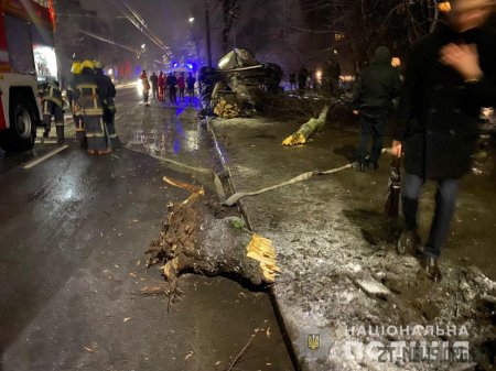 У Житомирі автомобіль влетів в дерево: водій загинув на місці