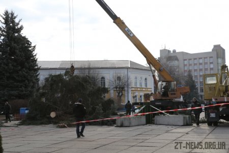 Головну ялинку Житомира відправлять на утилізацію