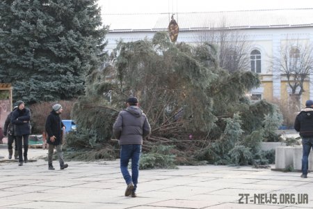 Головну ялинку Житомира відправлять на утилізацію