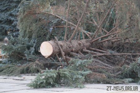 Головну ялинку Житомира відправлять на утилізацію