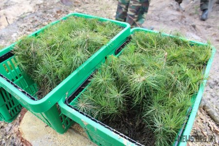 На вихідних Віталій Бунечко разом із лісівниками області висаджував дерева