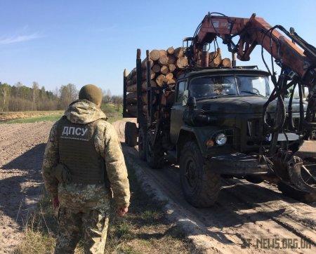 На Житомирщині прикордонники виявили незаконну порубку та крадіжку лісу 