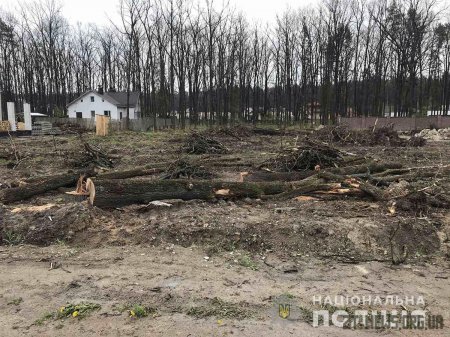 У Житомирському районі викрили чоловіка, який незаконно вирубав дерева