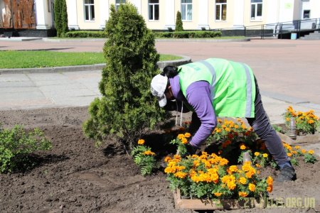 У Житомирі триває весняне озеленення