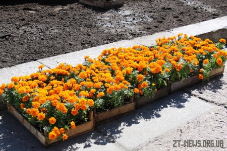 У Житомирі триває весняне озеленення