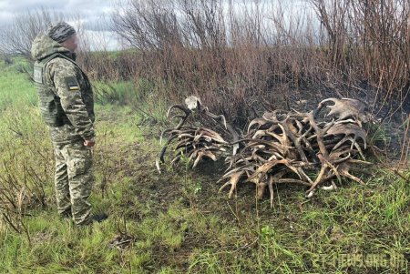 Порушники радіаційного режиму збирали роги у зоні ЧАЕС