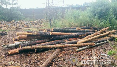 Малинські поліцейські припинили незаконну роботу пилорами