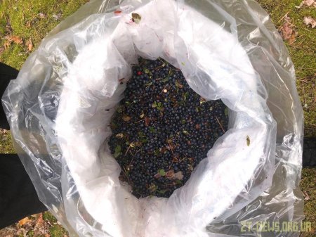 40 кілограм чорниці зібрали двоє чоловіків в Чорнобильській зоні