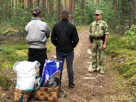 40 кілограм чорниці зібрали двоє чоловіків в Чорнобильській зоні