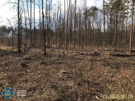 На Житомирщині СБУ викрила організоване угруповання на незаконному експорті деревини до Азії 