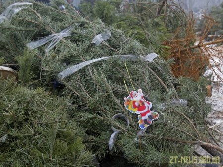 З 11 січня новорічні ялинки та сосни будуть приймати на утилізацію