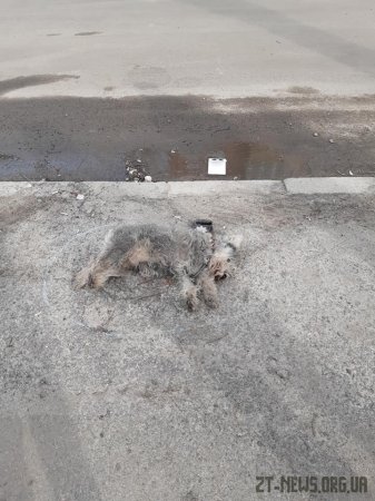 На Покровській водій на смерть збив жінку та двох собак і втік