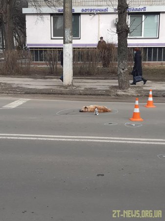 На Покровській водій на смерть збив жінку та двох собак і втік