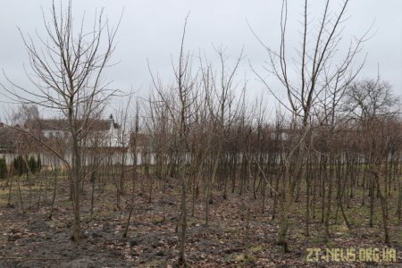 1000 нових дерев з’явиться у Житомирі
