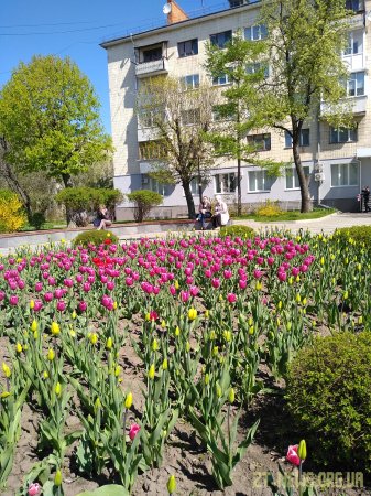 Поблизу пам’ятника жертвам Голодомору вкрали нещодавно висаджені тюльпани