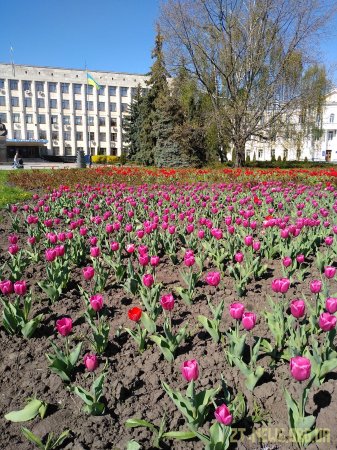 Поблизу пам’ятника жертвам Голодомору вкрали нещодавно висаджені тюльпани