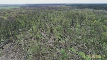 На Житомирщині смерч пошкодив 20 гектарів лісу